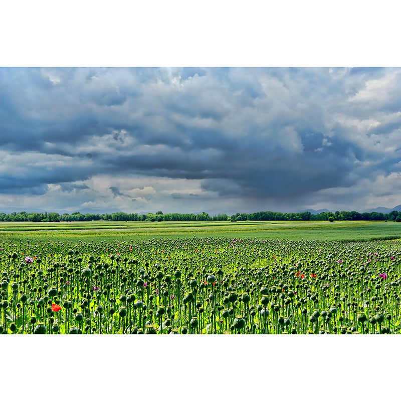 Customized Poppy Field Mural Wall Covering Decorative Mildew Resistant for Living Room