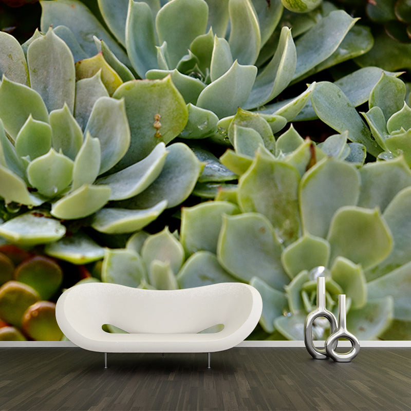 Succulent Plant Mural Wallpaper Personalized Size Wall Covering for Study Room
