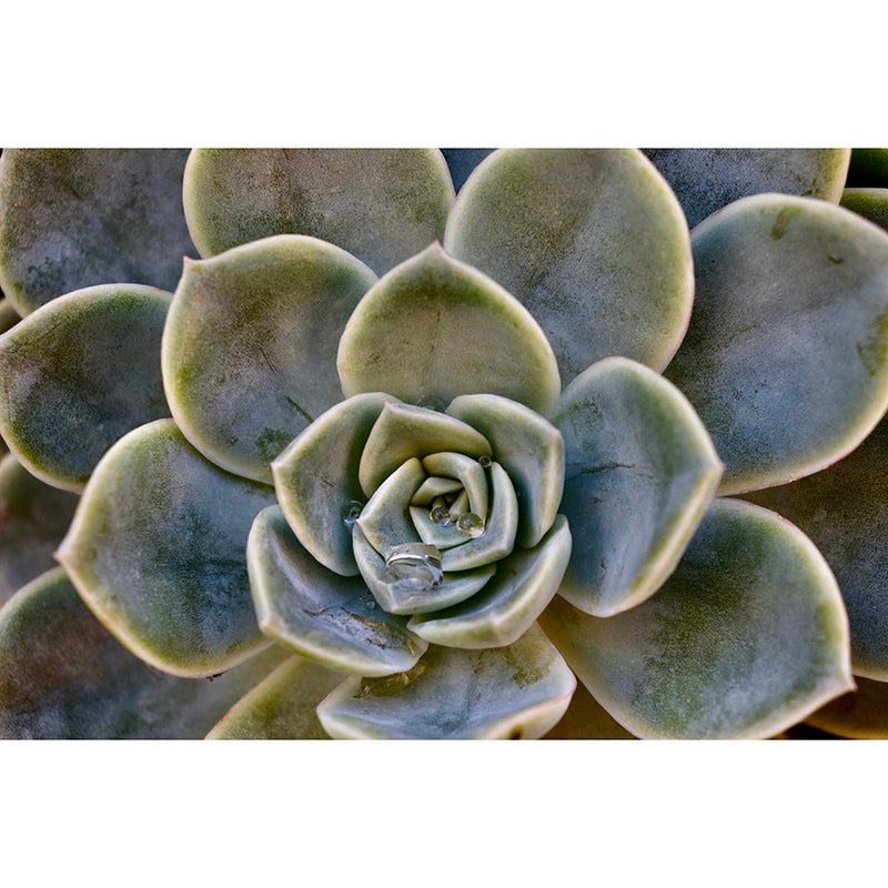 Succulent Plant Mural Wallpaper Personalized Size Wall Covering for Study Room