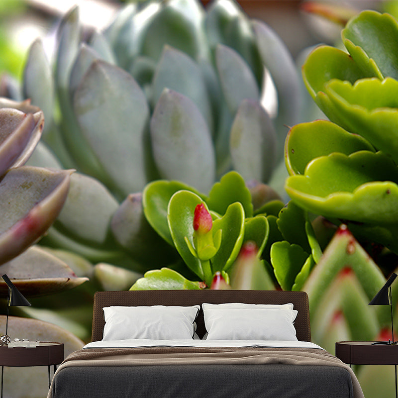Succulent Plant Mural Wallpaper Personalized Size Wall Covering for Study Room