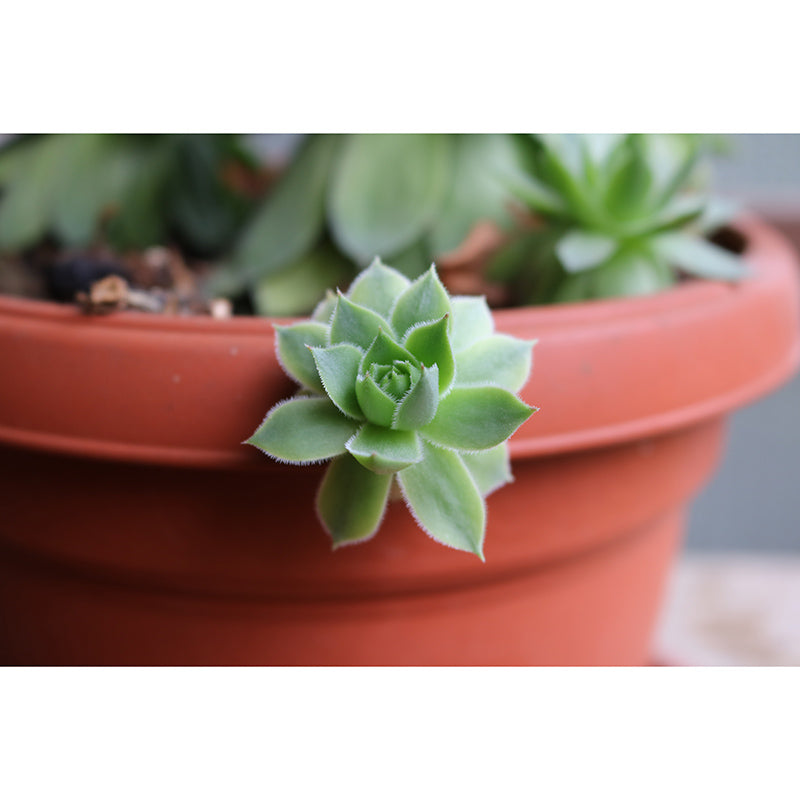 Rosette Plant Removable Wall Art Decor for Office Apartment, Moisture Resistant