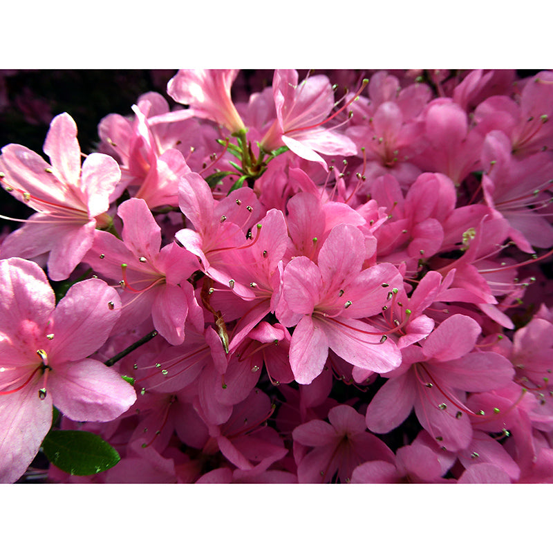Rhododendron Wall Mural for Guest Room Bedroom, Personalized Size Available