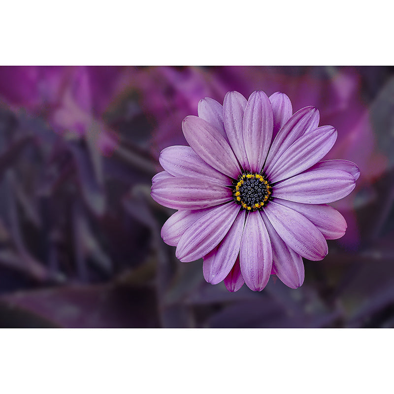 Beautiful Flower Mural Eco-friendly Modern Style Wall Art for Home Decor