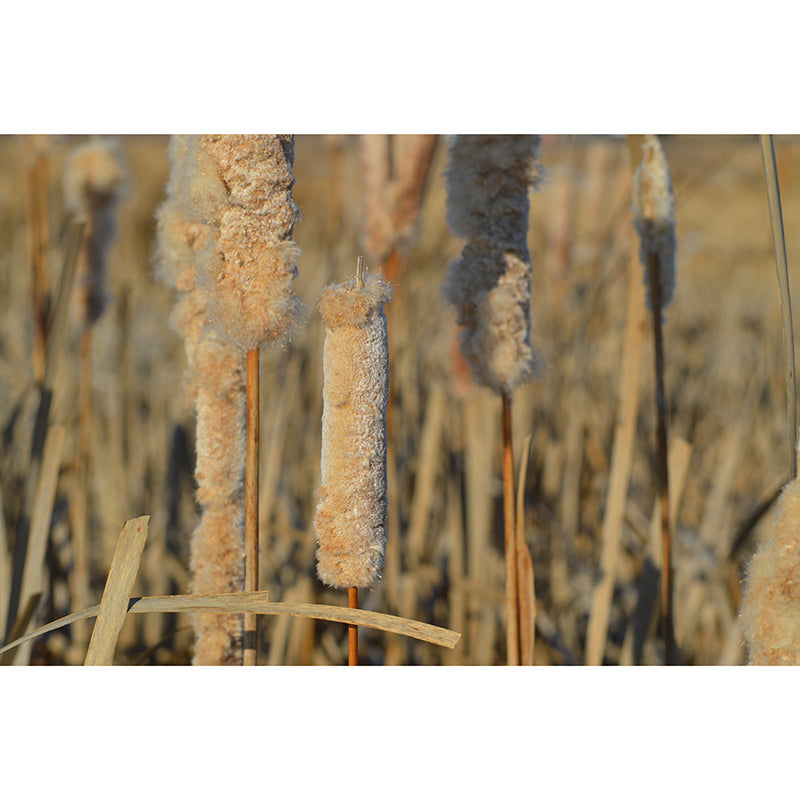 Cattails Plant Moisture Resistant Mural Decal Modern Wall Decor for Sleeping Room