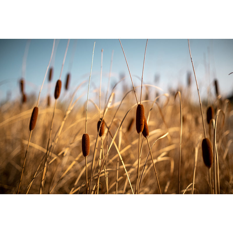 Cattails Plant Mural Water Resistant Home Decoration Wall Decor for Sleeping Room