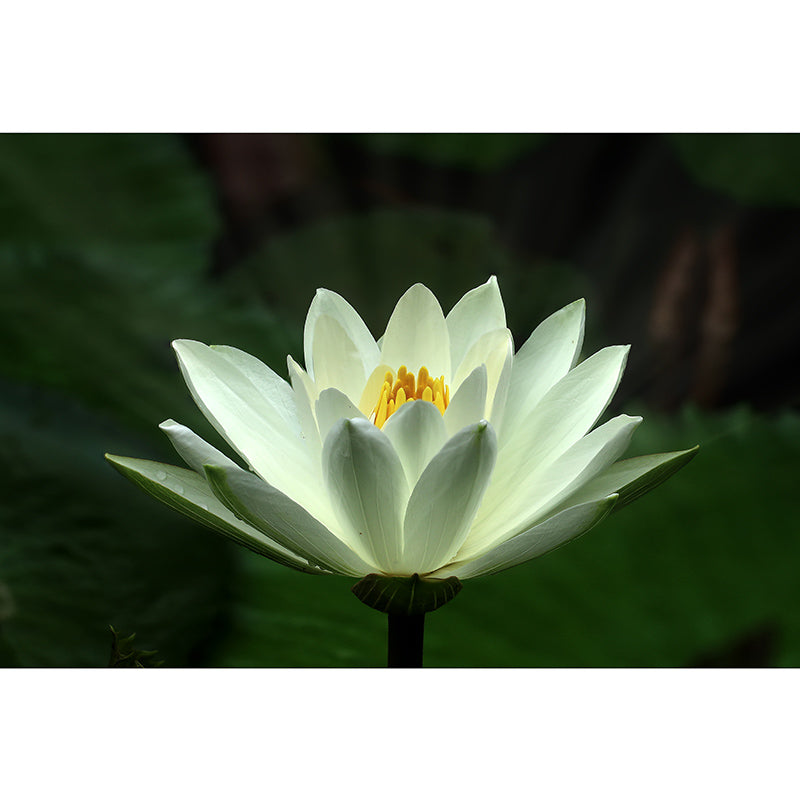 Water Flower Wall Mural Decals Home Decoration Girls' Bedroom Wall Decor