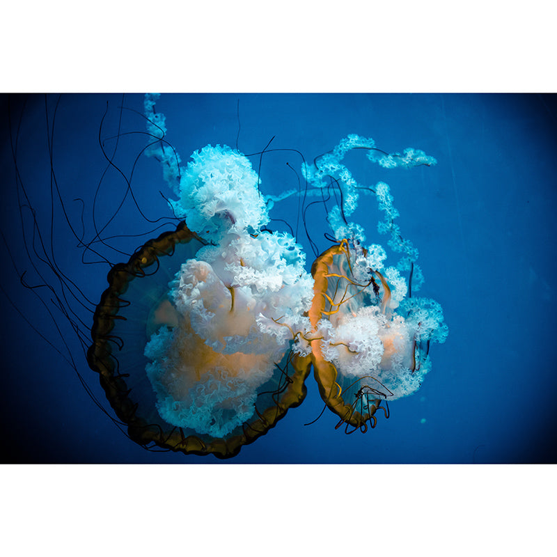 Simple Sea Creatures Wall Mural Minimalist Decoration for Sleeping Room