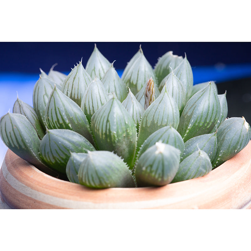 Houseplant Simple Mural for Living Room Bedroom Wall Decor, Made to Measure