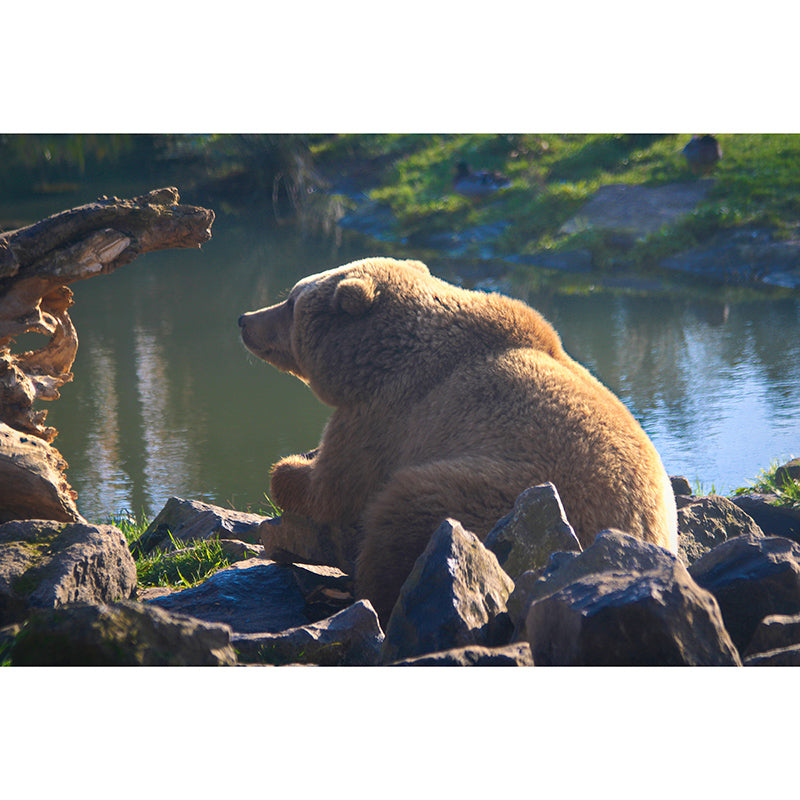 Dumb Bear Wall Covering Waterproof Mural Wallpaper for Living Room, Made to Measure