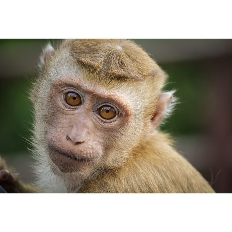 Monkey Animal Moisture-Resistant Mural Wallpaper Nordic Wall Art for Home Decoration