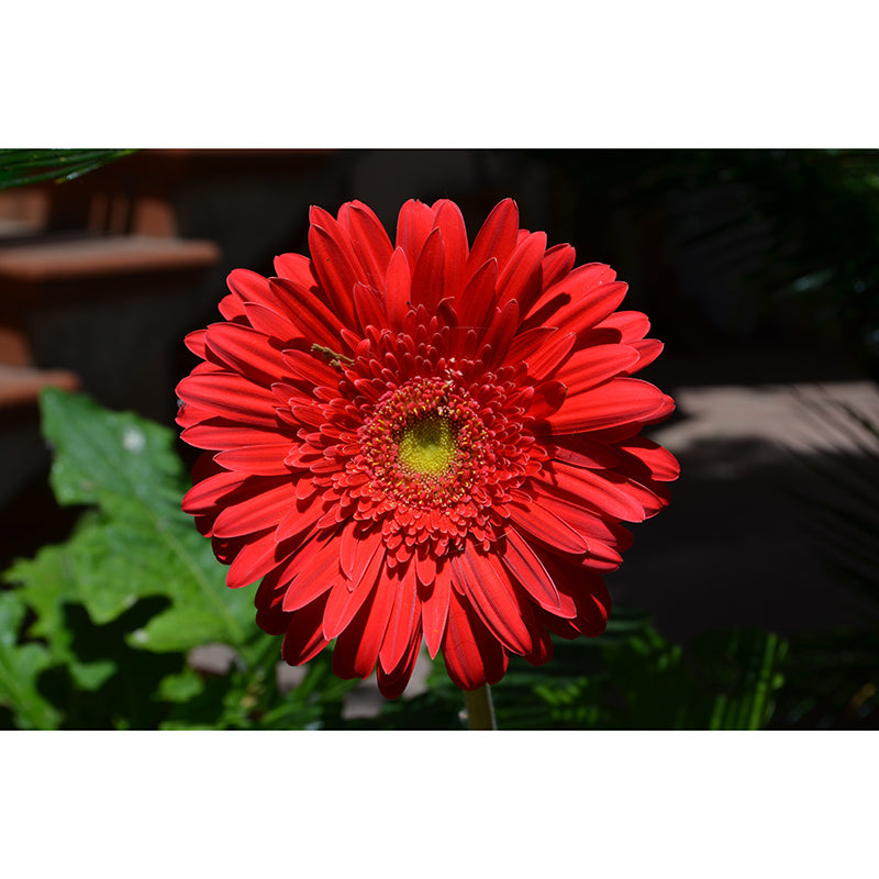 Chrysanthemum Mural Wallpaper Custom-Made Wall Covering for Bedroom Gust Room