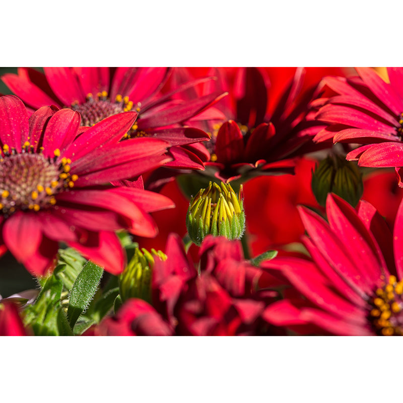 Flower Mural Wallpaper Bedroom Decoration Wall Art, Moisture Resistant