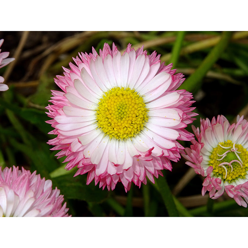 Elegant Chrysanthemum Murals Modern Wall Covering for Sitting Room, Water Resistant