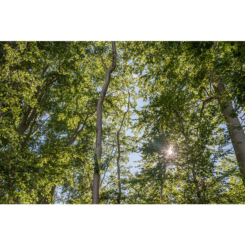 Minimalism Style Forest Removable Wall Mural for Sitting Room, Waterproofing