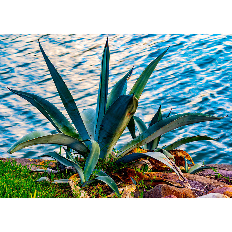 Green Aloe Vera Plant Wall Covering for Home Decoration, Moisture Resistant