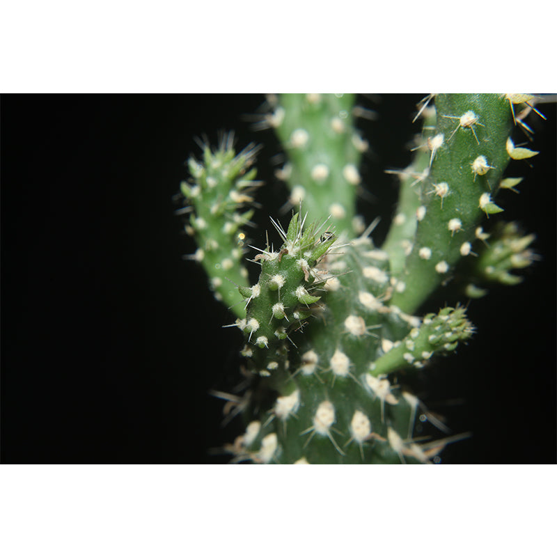 Cactus Mural Wallpaper Personalized Size Contemporary Wall Art for Reading Room