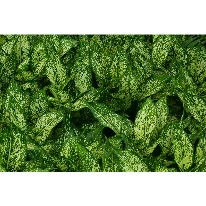 Simple Plant Wall Mural Decal for Bedroom Decoration, Moisture Resistant