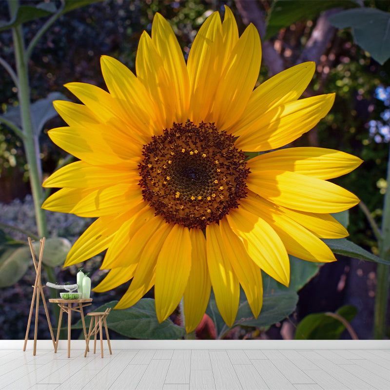 Sunflower Mural Wallpaper for Sitting Room Decor Multiple Sizes Available