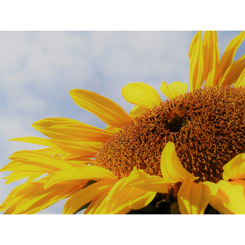 Sunflower Mural Wallpaper for Sitting Room Decor Multiple Sizes Available