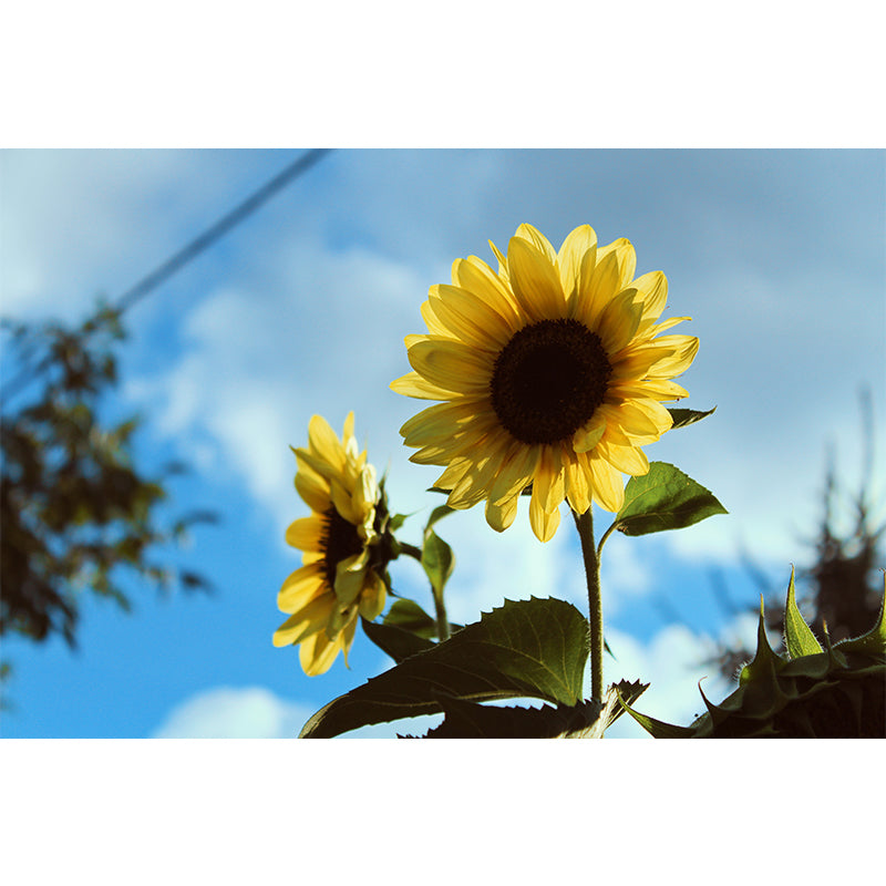 Yellow Sunflower Moisture Resistant Wall Decor for Living Room, Made to Measure