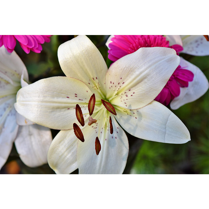 Blooming Lily Mural Moisture Resistant Wallpaper Wall Decor for House Interior