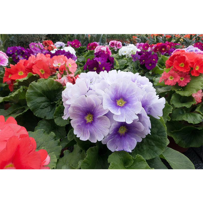 Primrose Mural Moisture Resistant Wallpaper Wall Decor for House Interior