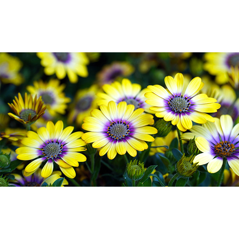 Sea of Flowers Mural Moisture Resistant Wallpaper Wall Decor for House Interior