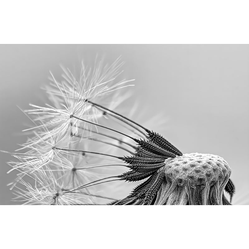 Seed Dandelion Full Size Wall Covering for Reading Room, Customized Size Available