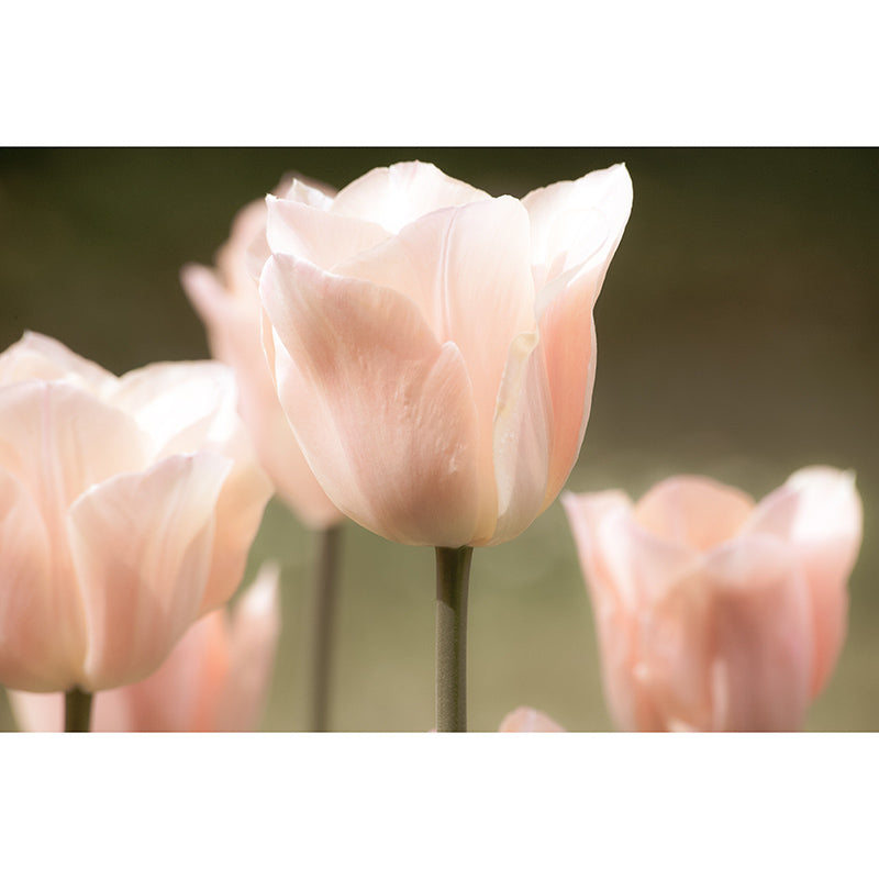 Tulip Flower Mural Wallpaper Minimalist Wall Decor, Customized Size Available