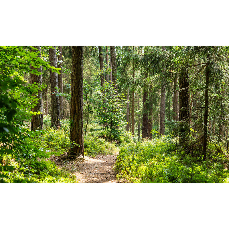 Green Forest Landscape Mural Wallpaper for Reading Room, Water Resistant