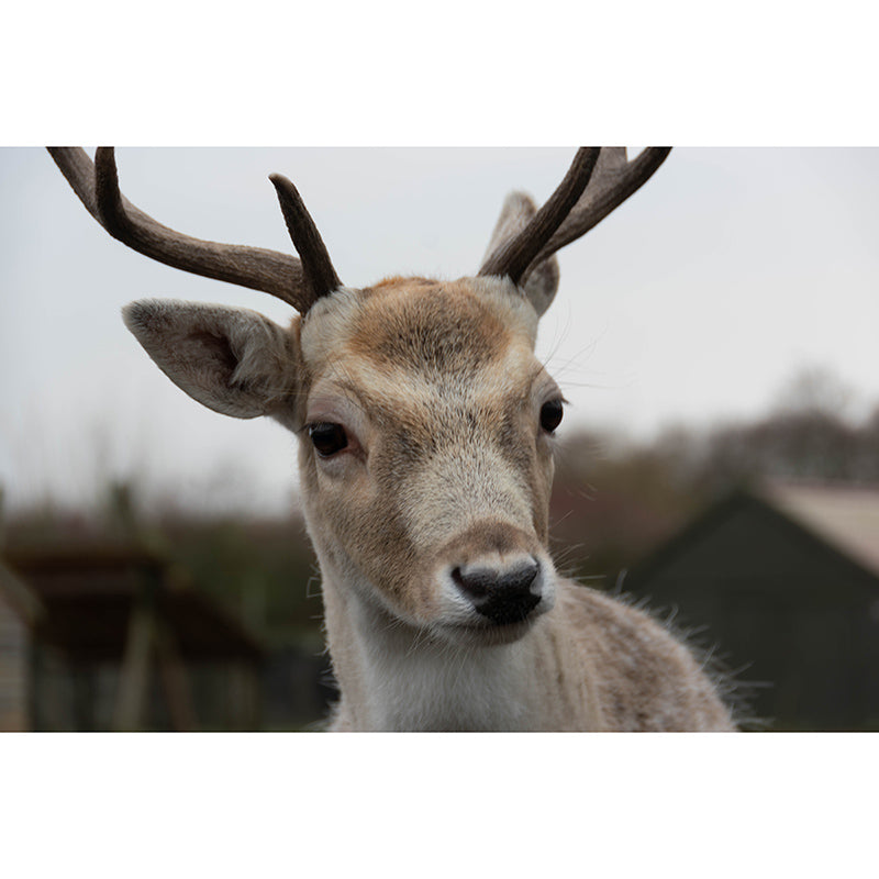 Deer Animal Minimalist Wall Covering for Living Room, Customized Size Available