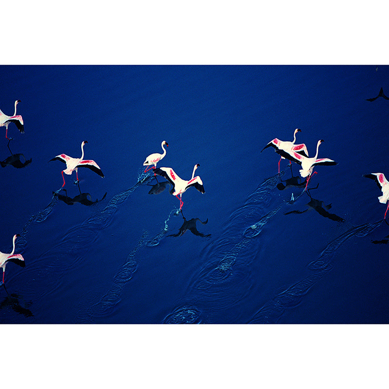 Flamingo Customized Wall Mural Contemporary Photography for Living Room