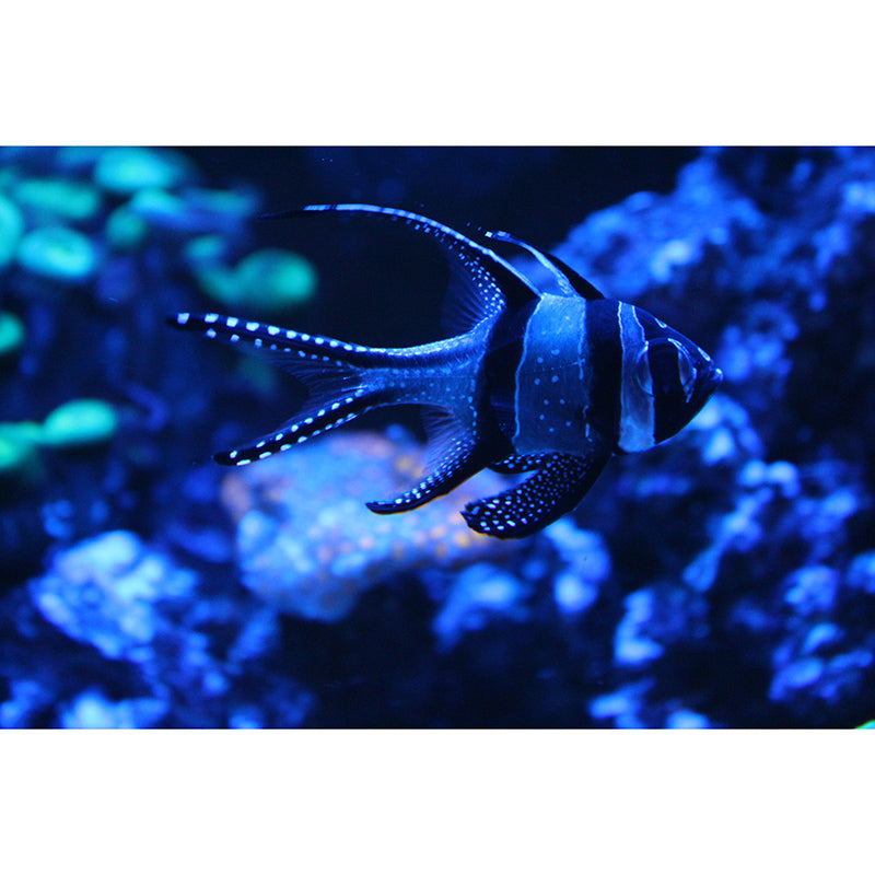 Sea Creatures Mural Wallpaper for Bedroom Home Decoration, Moisture Resistant