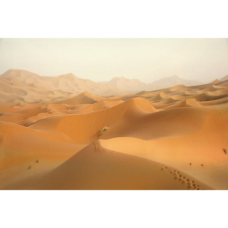 Dry Desert Contemporary Mural Decal Sitting Room Water Resistant Wall Decor