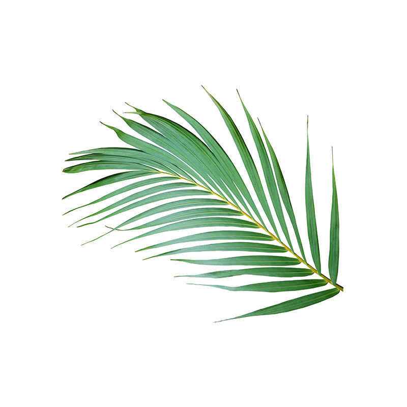 Tropical Leaf Plant Mural Stain Resistant Wall Covering for Room