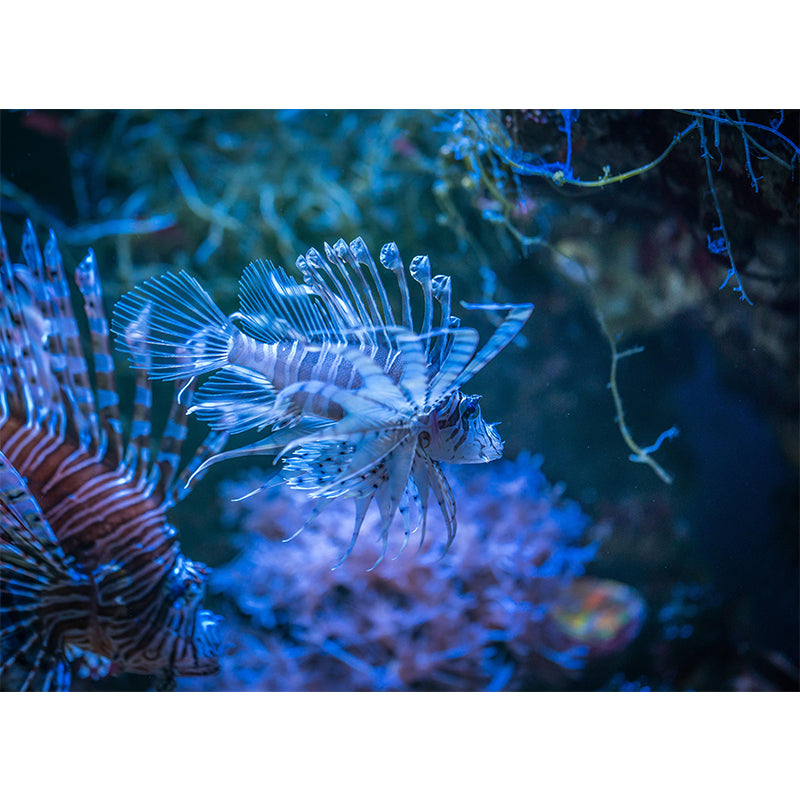 Underwater Mural Contemporary Photography Wall Covering for Home Decor