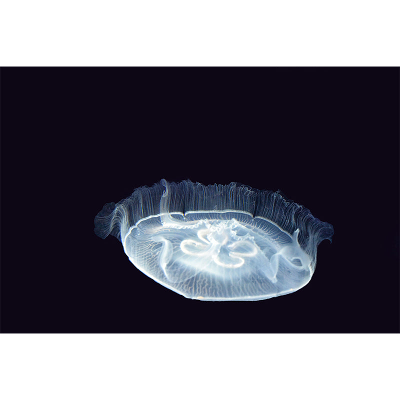 Underwater World Wall Mural Contemporary Decorative Living Room Wall Art