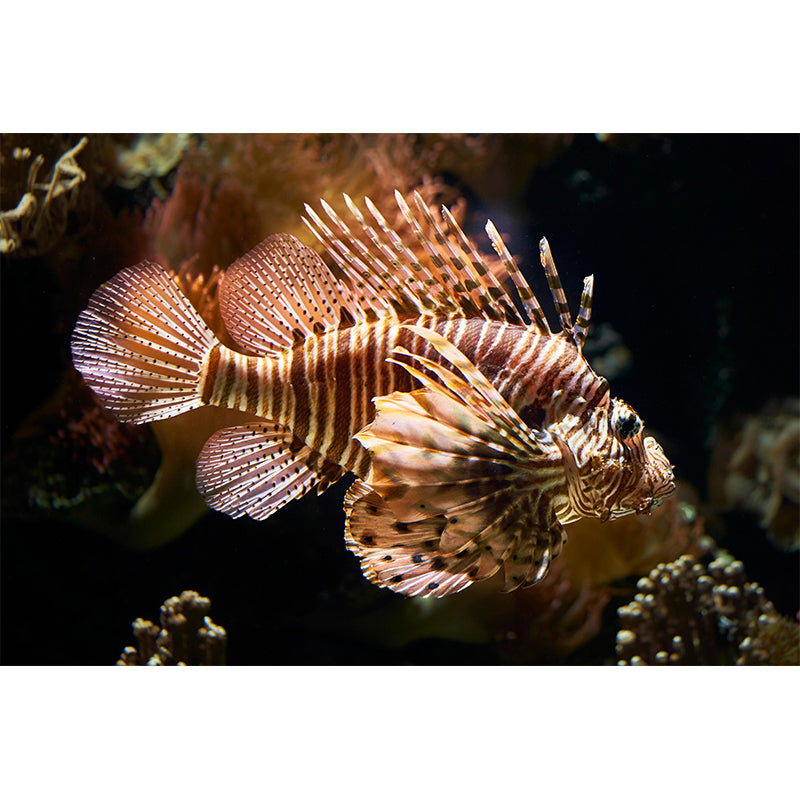 Contemporary Underwater World Wall Mural Wallpaper Eco-friendly in Bright Color