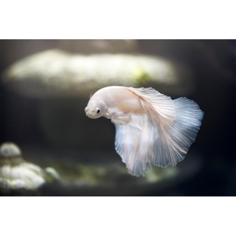 Underwater World Wall Mural Contemporary Photography Wall Covering for Home Decor