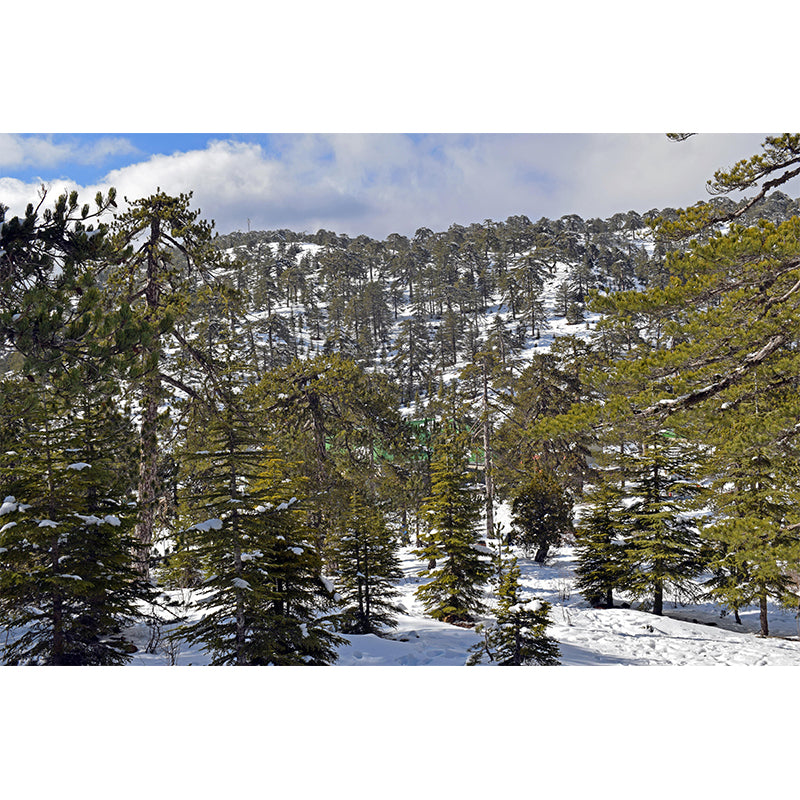 Natural Landscape Wall Mural Decorative Dining Room Wall Art for Decoration