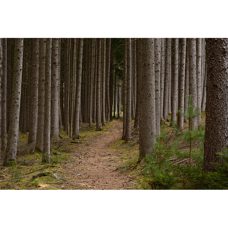 Photography Landscape Wall Mural Contemporary Decorative Wall Mural for Bedroom