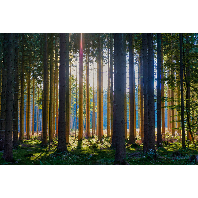 Forest Wall Mural Contemporary Photography Wall Covering for Wall Decor