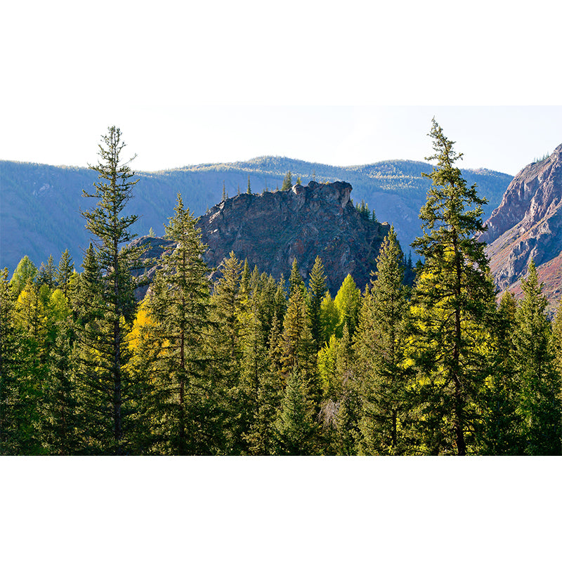 Contemporary Forest Wall Mural Wallpaper Eco-friendly Wall Mural in Bright Color