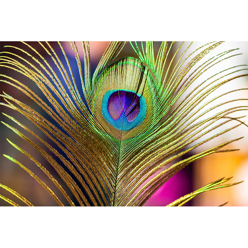 Peacock Feather Wall Mural Wallpaper Stain Resistant Wall Decor for Room