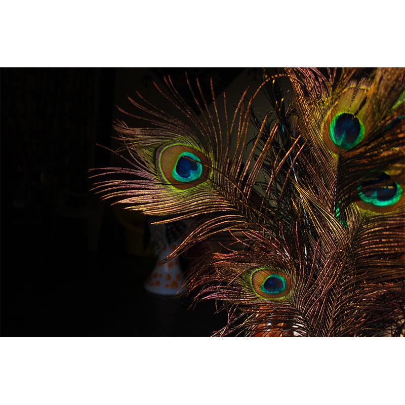 Peacock Feather Wall Mural Contemporary Home Decor Mildew Resistant for Room