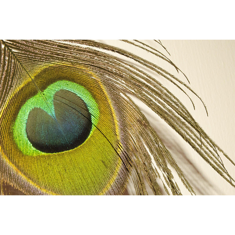 Peacock Feather Mural Modern Style Wall Covering for Sitting Room Decor