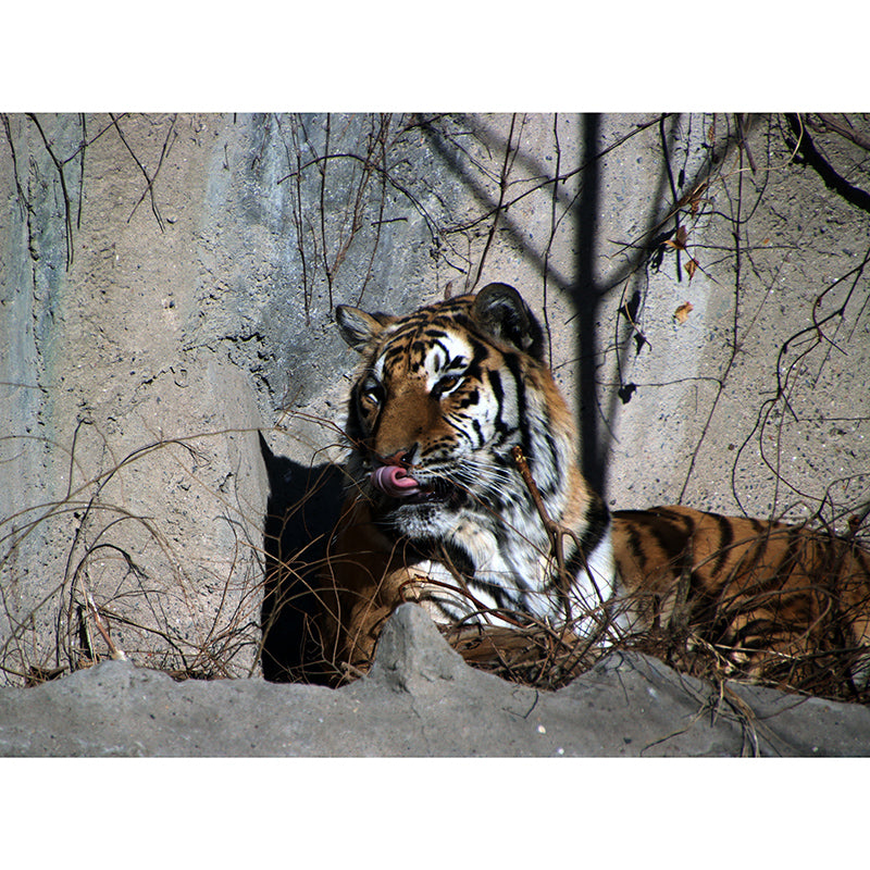 Tiger Mural Wallpaper Living Room Decoration, Personalized Size Available