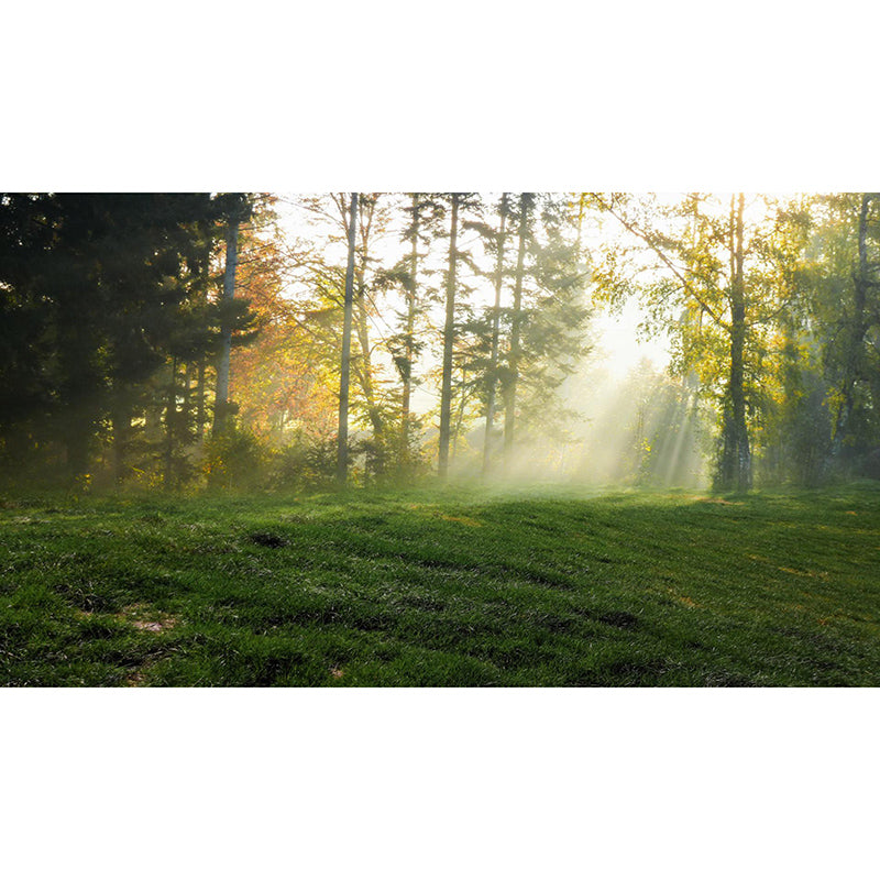 Forest Customized Mural Wallpaper Contemporary for Living Room Bedroom Decor