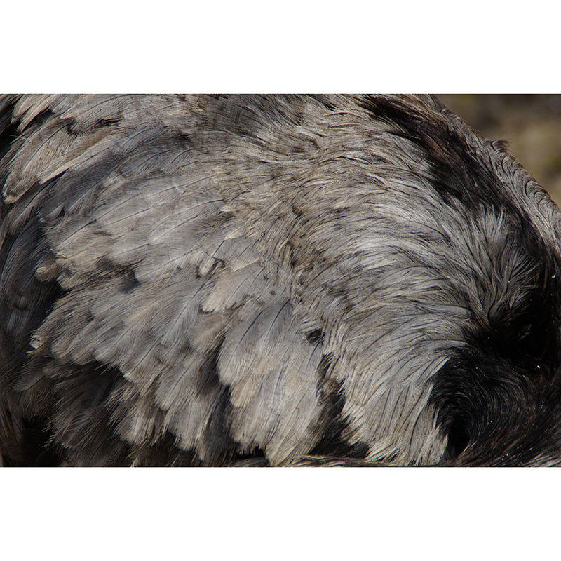 Feather Mural Wallpaper Moisture Resistant Art for Bedroom, Custom Size Available