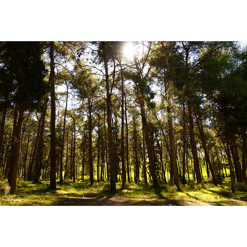 Green Forest Mural Decal Modern Stain Proof Bedroom Wall Decor, Made to Measure